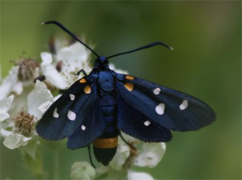 Zygaenidae d''Europa (del FNM)